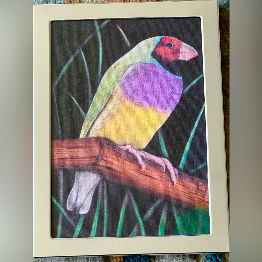 Gouldian Finch Bird Original Art, framed, vintage & signed by D Jones 5X7